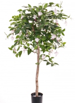 Fuchsia plant bloeiend 90cm wit roze